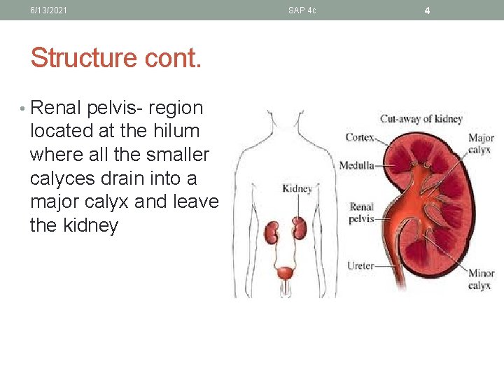 6/13/2021 Structure cont. • Renal pelvis- region located at the hilum where all the