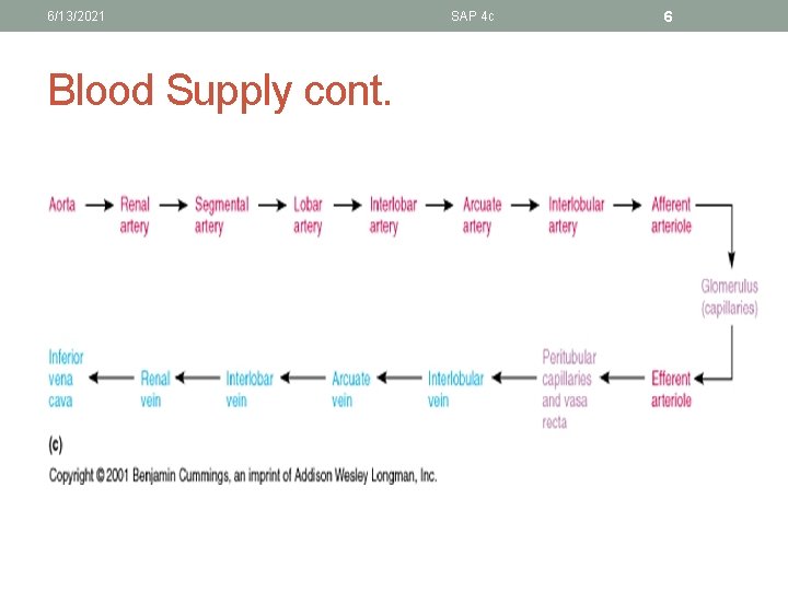 6/13/2021 Blood Supply cont. SAP 4 c 6 