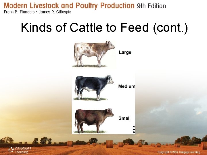Kinds of Cattle to Feed (cont. ) 