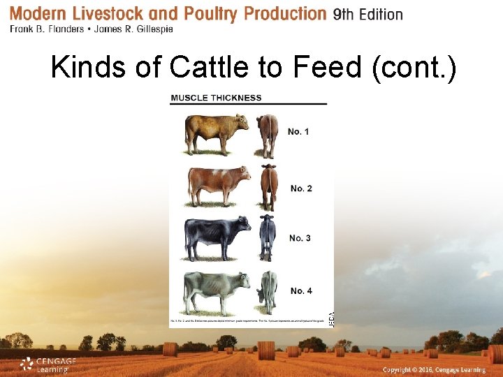Kinds of Cattle to Feed (cont. ) 