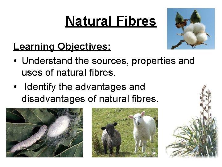 Natural Fibres Learning Objectives: • Understand the sources, properties and uses of natural fibres.
