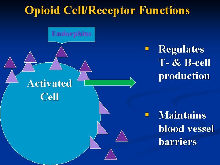 Opioid Cell/Receptor Functions Endorphins Activated Cell § Regulates T- & B-cell production § Maintains