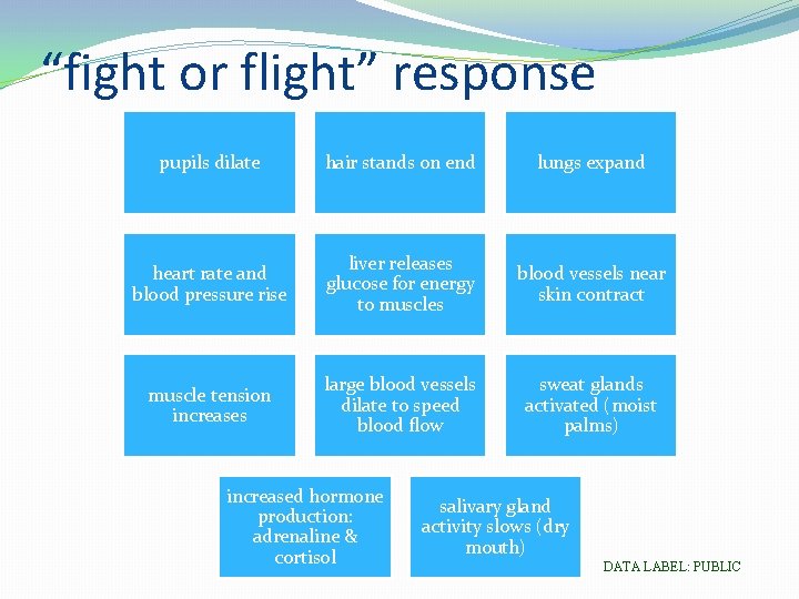“fight or flight” response pupils dilate hair stands on end lungs expand heart rate
