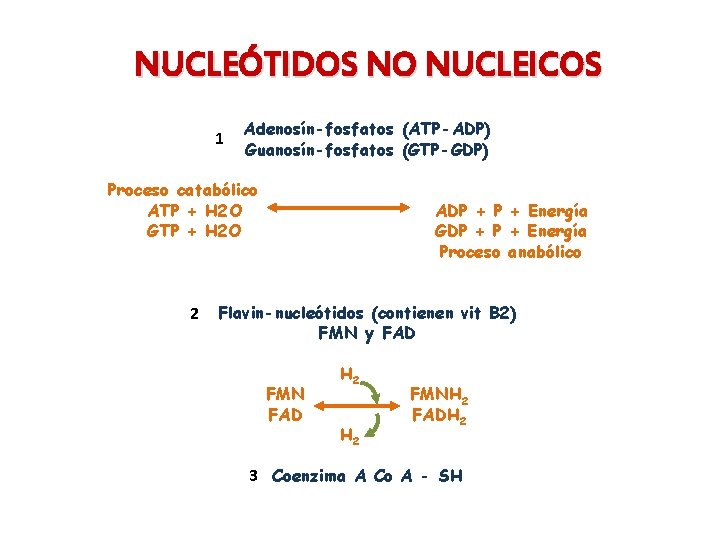 NUCLEÓTIDOS NO NUCLEICOS 1 Adenosín-fosfatos (ATP-ADP) Guanosín-fosfatos (GTP-GDP) Proceso catabólico ATP + H 2