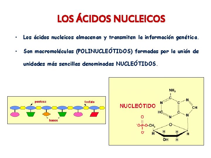 LOS ÁCIDOS NUCLEICOS • Los ácidos nucleicos almacenan y transmiten la información genética. •