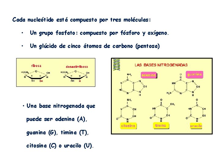 Cada nucleótido está compuesto por tres moléculas: • Un grupo fosfato: compuesto por fósforo