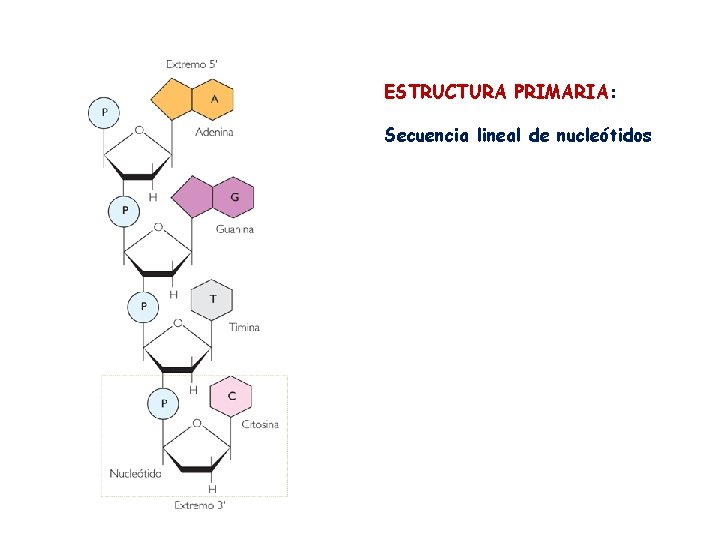 ESTRUCTURA PRIMARIA: Secuencia lineal de nucleótidos 