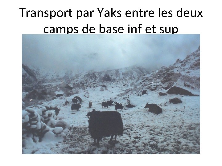 Transport par Yaks entre les deux camps de base inf et sup 