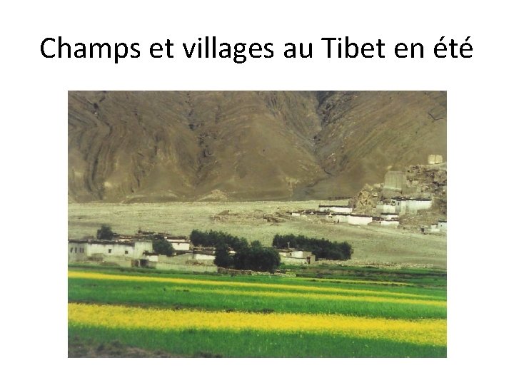 Champs et villages au Tibet en été 