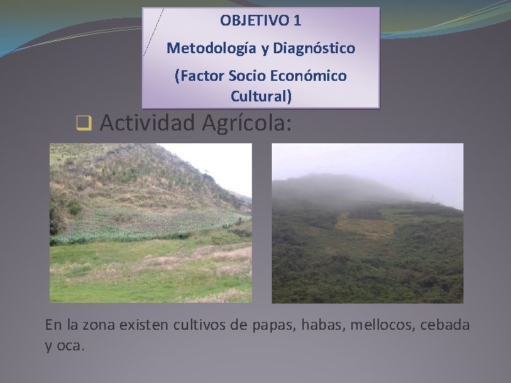 OBJETIVO 1 Metodología y Diagnóstico (Factor Socio Económico Cultural) q Actividad Agrícola: En la