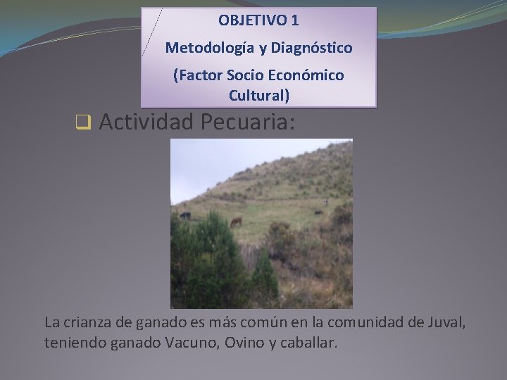 OBJETIVO 1 Metodología y Diagnóstico (Factor Socio Económico Cultural) q Actividad Pecuaria: La crianza