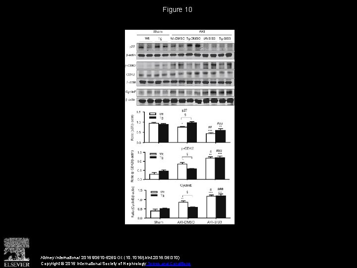 Figure 10 Kidney International 2016 90610 -626 DOI: (10. 1016/j. kint. 2016. 010) Copyright