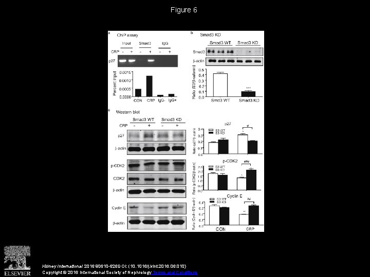 Figure 6 Kidney International 2016 90610 -626 DOI: (10. 1016/j. kint. 2016. 010) Copyright