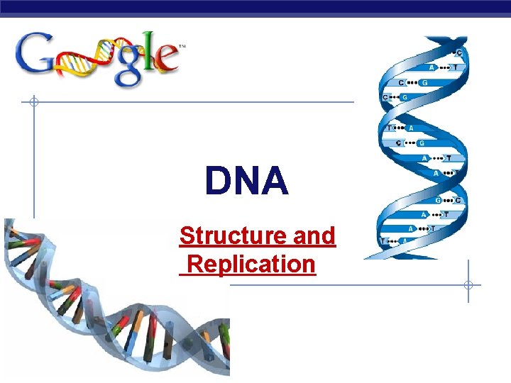 DNA Structure and Replication AP Biology 