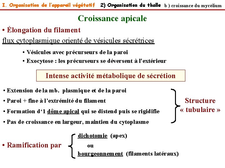 I. Organisation de l’appareil végétatif 2) Organisation du thalle b ) croissance du mycélium