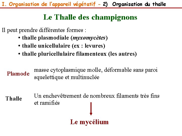 I. Organisation de l’appareil végétatif - 2) Organisation du thalle Le Thalle des champignons