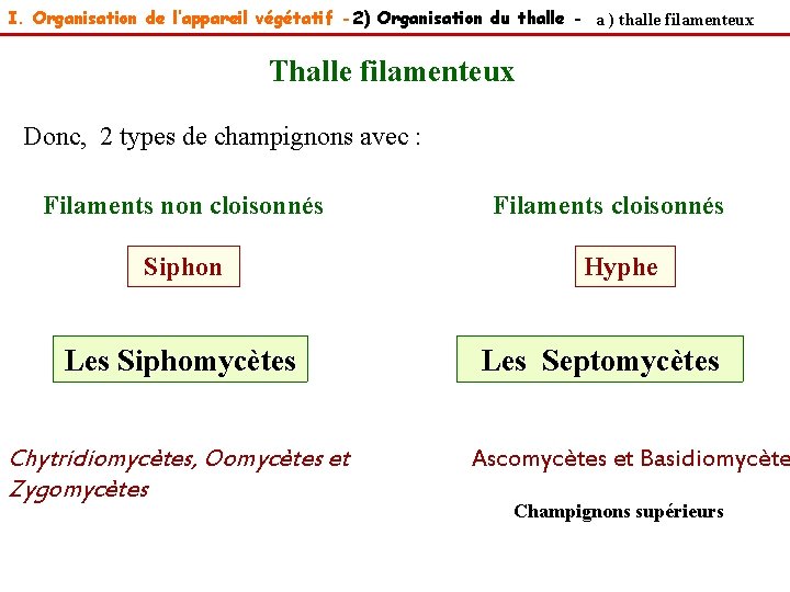 I. Organisation de l’appareil végétatif - 2) Organisation du thalle - a ) thalle