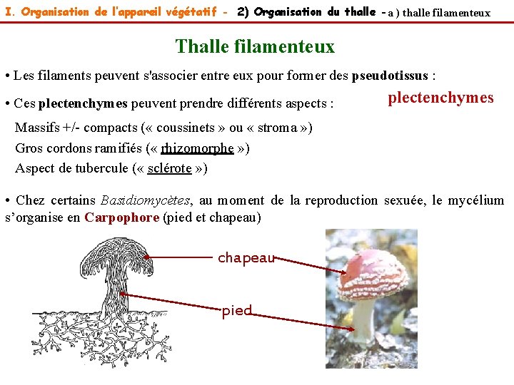 I. Organisation de l’appareil végétatif - 2) Organisation du thalle -a ) thalle filamenteux
