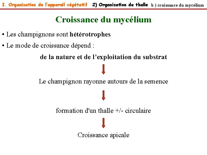 I. Organisation de l’appareil végétatif 2) Organisation du thalle b ) croissance du mycélium