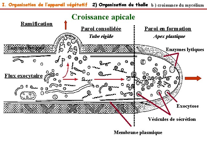 I. Organisation de l’appareil végétatif Ramification 2) Organisation du thalle b ) croissance du