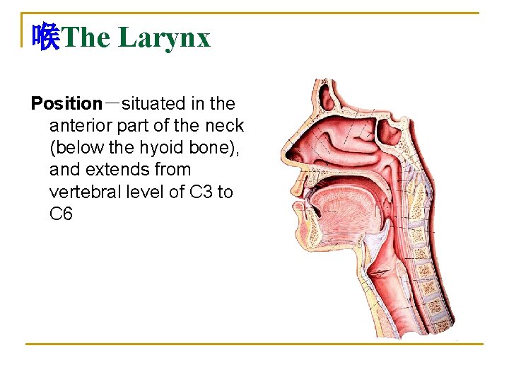喉The Larynx Position－situated in the anterior part of the neck (below the hyoid bone),