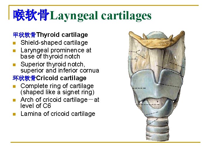 喉软骨Layngeal cartilages 甲状软骨Thyroid cartilage Shield-shaped cartilage n Laryngeal prominence at base of thyroid notch