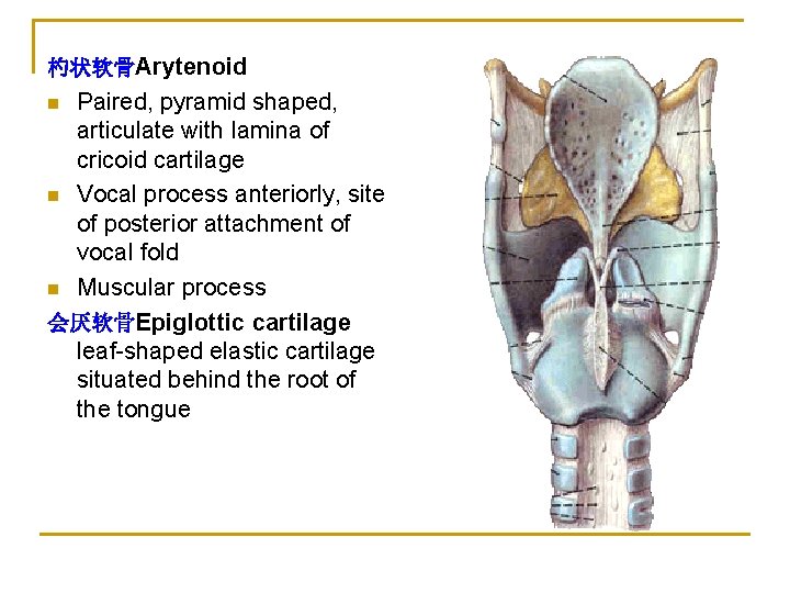 杓状软骨Arytenoid Paired, pyramid shaped, articulate with lamina of cricoid cartilage n Vocal process anteriorly,