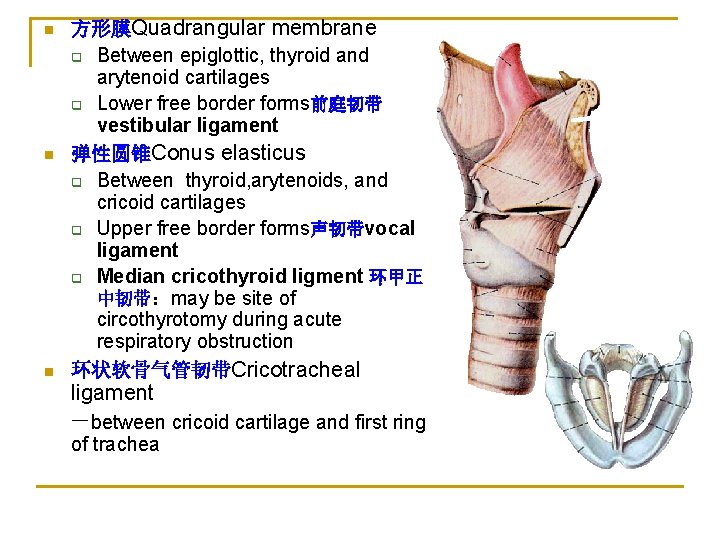 n n n 方形膜Quadrangular membrane q Between epiglottic, thyroid and arytenoid cartilages q Lower