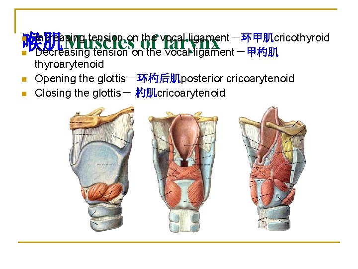 喉肌Muscles of larynx n n Increasing tension on the vocal ligament－环甲肌cricothyroid Decreasing tension on