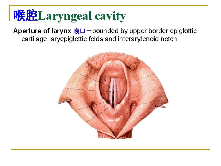 喉腔Laryngeal cavity Aperture of larynx 喉口－bounded by upper border epiglottic cartilage, aryepiglottic folds and