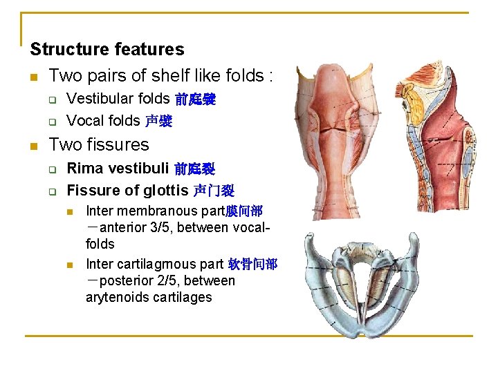 Structure features n Two pairs of shelf like folds : q q n Vestibular