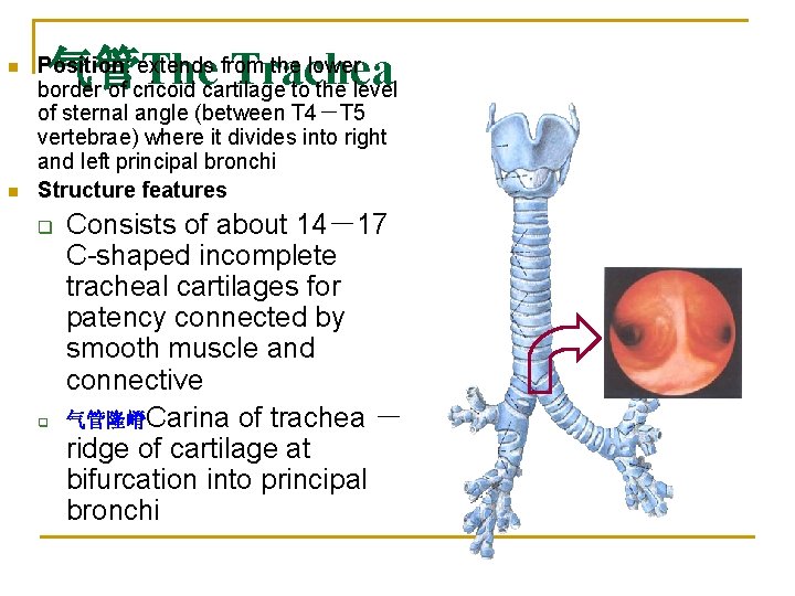 n n 气管The Trachea Position: extends from the lower border of cricoid cartilage to