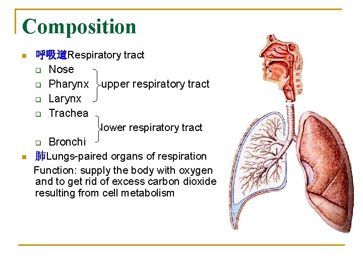 Composition n n 呼吸道Respiratory tract q Nose q Pharynx upper respiratory tract q Larynx