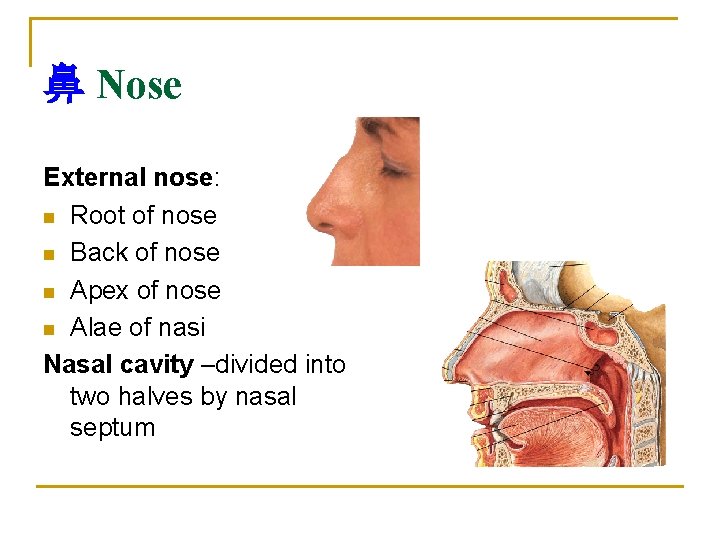鼻 Nose External nose: n Root of nose n Back of nose n Apex