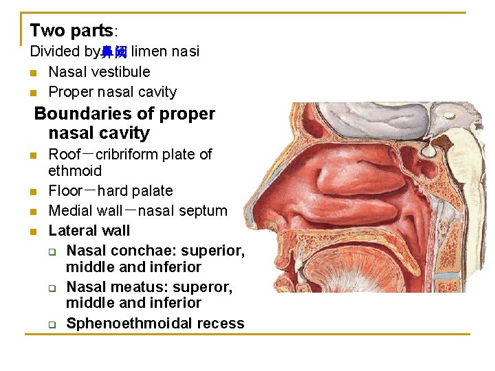 Two parts: Divided by鼻阈 limen nasi n Nasal vestibule n Proper nasal cavity Boundaries