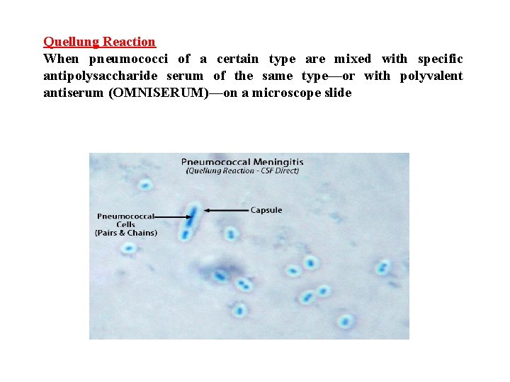 Quellung Reaction When pneumococci of a certain type are mixed with specific antipolysaccharide serum