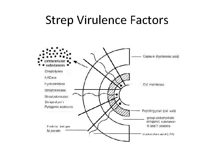 Strep Virulence Factors 