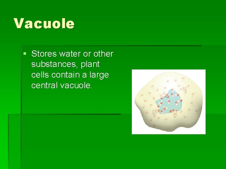 Vacuole § Stores water or other substances, plant cells contain a large central vacuole.
