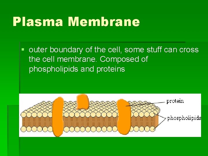 Plasma Membrane § outer boundary of the cell, some stuff can cross the cell