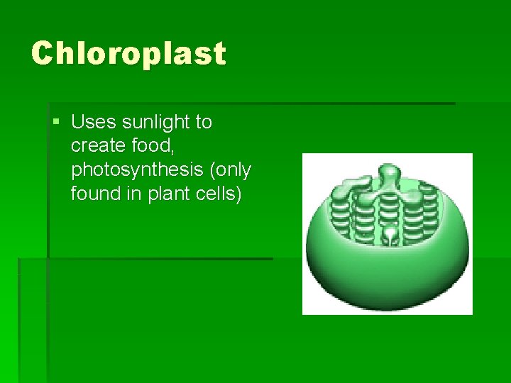 Chloroplast § Uses sunlight to create food, photosynthesis (only found in plant cells) 