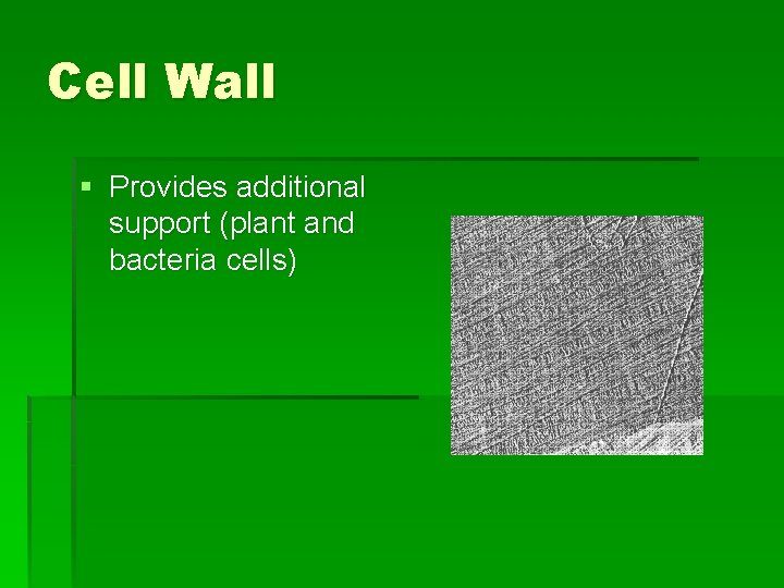 Cell Wall § Provides additional support (plant and bacteria cells) 