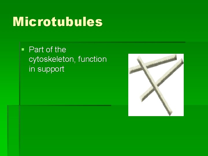 Microtubules § Part of the cytoskeleton, function in support 