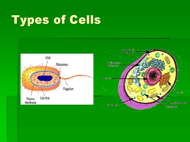 Types of Cells 