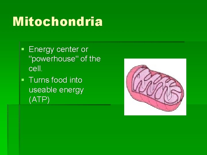 Mitochondria § Energy center or "powerhouse" of the cell. § Turns food into useable