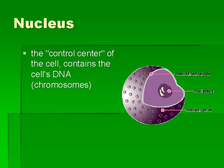 Nucleus § the "control center" of the cell, contains the cell's DNA (chromosomes) 