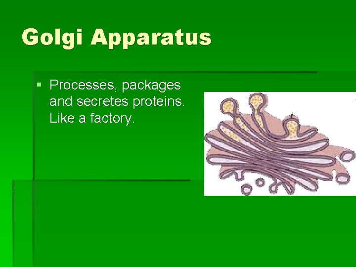 Golgi Apparatus § Processes, packages and secretes proteins. Like a factory. 