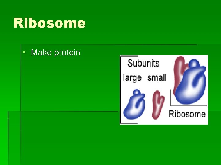 Ribosome § Make protein 