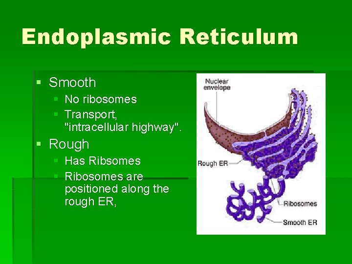 Endoplasmic Reticulum § Smooth § No ribosomes § Transport, "intracellular highway". § Rough §