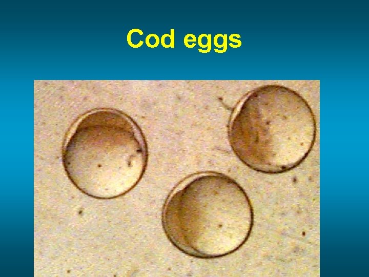 Cod eggs 