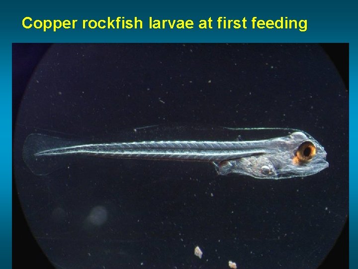 Copper rockfish larvae at first feeding 